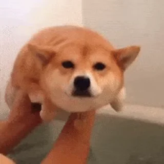 🏊 emoji 私は柴犬カフェの犬です vol. 4 Telegram sticker 19 of 50