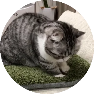 😺 emoji все стикеры тут: @stickersde Telegram sticker 24 of 37