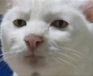 😕 emoji Serious cat by Dka Telegram sticker 5 of 10