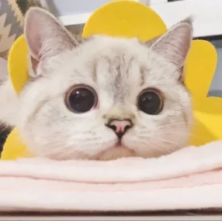 🐈 emoji Meow's stickers Telegram sticker 18 of 95