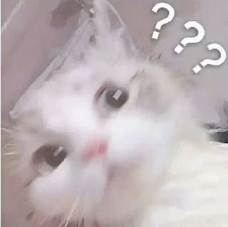 🐈 emoji Meow's stickers Telegram sticker 16 of 95