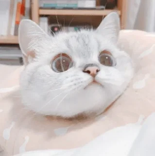 🐈 emoji Meow's stickers Telegram sticker 14 of 95