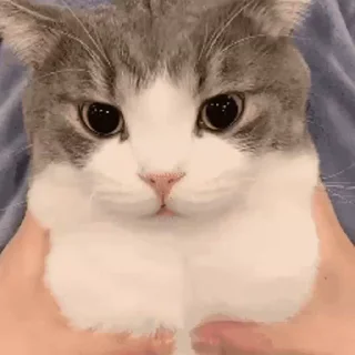 🐱 emoji 🐈土豆 Telegram sticker 14 of 50