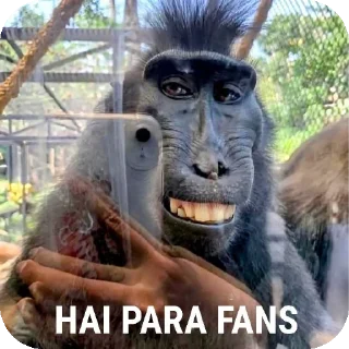 Sticker from haii