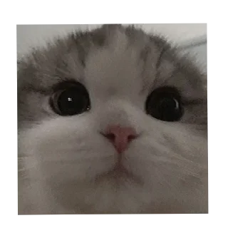 🥺 emoji Stolen from Piu Telegram sticker 12 of 91