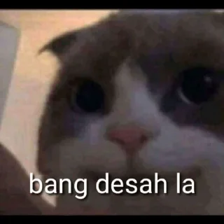 Sticker from Kucing sange