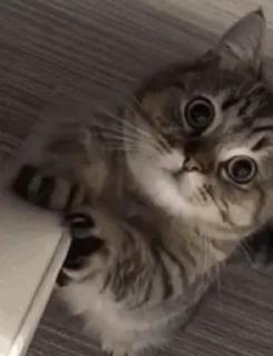 🐱 emoji 一些喵ฅ(=￣ω￣=)ฅ Telegram sticker 22 of 45