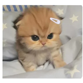 🐱 emoji lucuu Telegram sticker 24 of 63