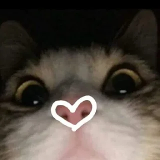 ❤️ emoji Cutecat (stickers) @Yukyung Telegram sticker 8 of 27