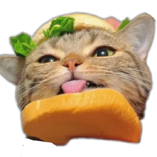 👍 emoji Meowwwww 😺😺 @r_squared_rishabh Telegram sticker 14 of 14