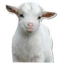 Sticker from Sassy Goat