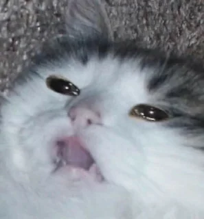 ✨ emoji Meme cat Telegram sticker 21 of 27