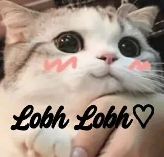 🐱 emoji ᴄᴜᴛᴇ ᴄᴀᴛs  || @loltickers Telegram sticker 11 of 46