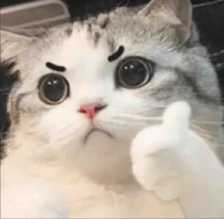 ❤ emoji Cat Arena (@CalsiBot) Telegram sticker 24 of 50