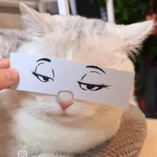 😓 emoji ✨Cats 😺 Telegram sticker 8 of 11
