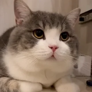 😺 emoji 叮当的动态表情包 Telegram sticker 19 of 50