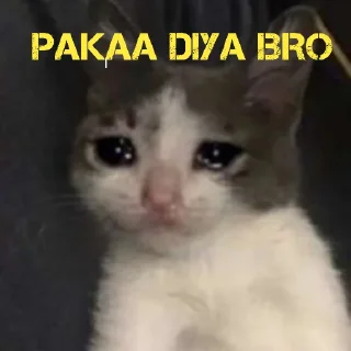 Sticker from VIOLET EVERGARDEN'S CAT