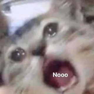 😦 emoji Cute cats Telegram sticker 5 of 48