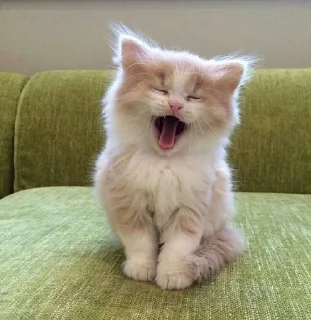 😂 emoji Cute cats Telegram sticker 17 of 48