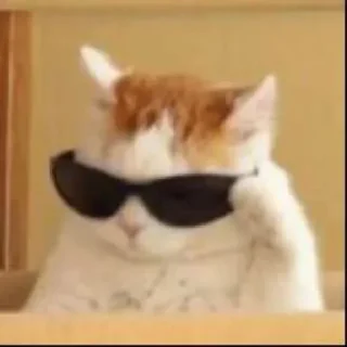 😎 emoji Meme cats Telegram sticker 8 of 23