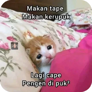 🐱 emoji setikerr Telegram sticker 23 of 32