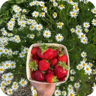 🌸 emoji Strawberry by @luv_bear Telegram sticker 10 of 14