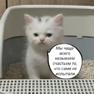 🌟 emoji и чья это вина Telegram sticker 15 of 69