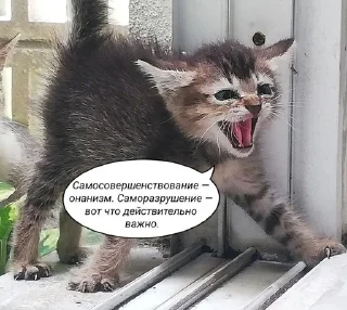 🌟 emoji и чья это вина Telegram sticker 11 of 69