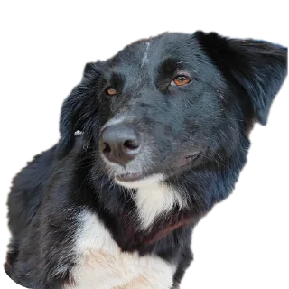 😁 emoji Meme Pack Telegram sticker 11 of 30