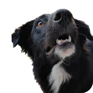 🐶 emoji Meme Pack Telegram sticker 14 of 30