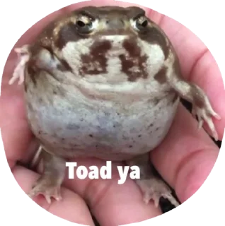 🤷‍♀️ emoji Retarded froggos Telegram sticker 11 of 20