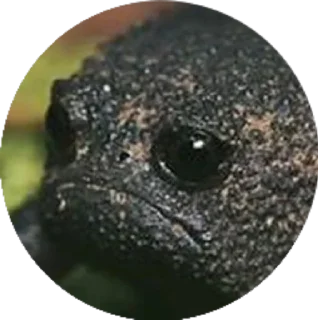 🙁 emoji Retarded froggos Telegram sticker 18 of 20