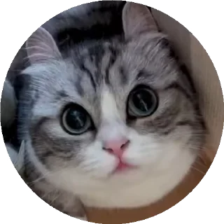 😺 emoji все стикеры тут: @stickersde Telegram sticker 17 of 37