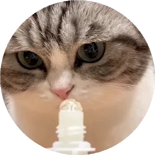 😺 emoji все стикеры тут: @stickersde Telegram sticker 23 of 37