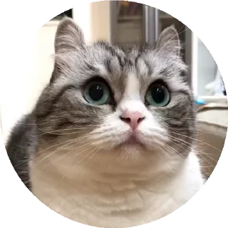 😺 emoji все стикеры тут: @stickersde Telegram sticker 18 of 37