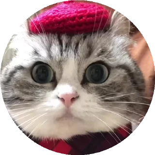 😺 emoji все стикеры тут: @stickersde Telegram sticker 21 of 37