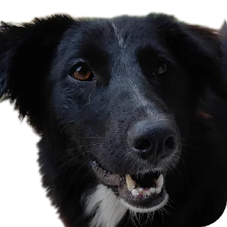 🥺 emoji Meme Pack Telegram sticker 13 of 30