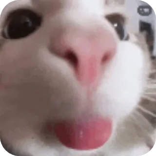 🐱 emoji Meme Pack Telegram sticker 7 of 30