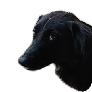 🤨 emoji Meme Pack Telegram sticker 15 of 30