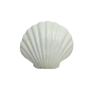 🐚 emoji Miyalèen Amaraliè, @Daaneille Telegram sticker 16 of 45