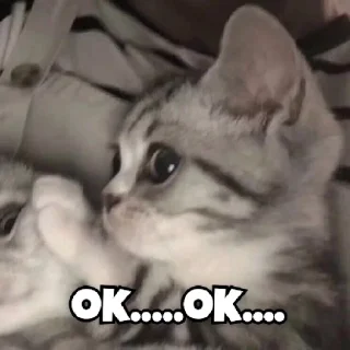 🙄 emoji Kitty cute Telegram sticker 16 of 72