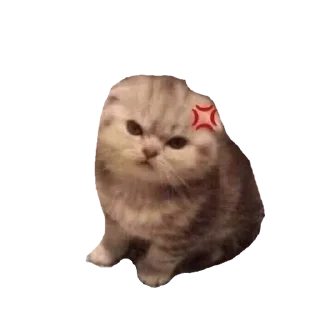😠 emoji cats Telegram sticker 21 of 30