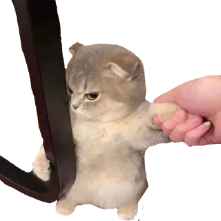 😡 emoji cats Telegram sticker 22 of 30