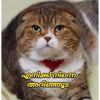 😂 emoji @WARGOD_DK Vol.16 Telegram sticker 14 of 120