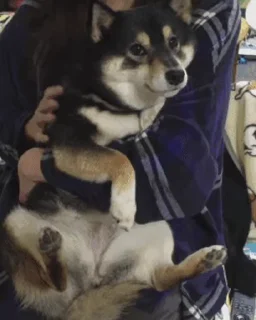 🥺 emoji 私は柴犬カフェの犬です vol. 4 Telegram sticker 10 of 50