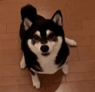 🥹 emoji 私は柴犬カフェの犬です vol. 4 Telegram sticker 12 of 50