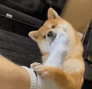 🧦 emoji 私は柴犬カフェの犬です vol. 4 Telegram sticker 14 of 50