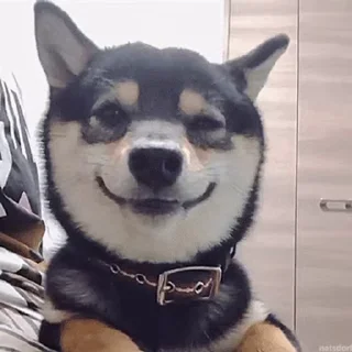 😉 emoji 私は柴犬カフェの犬です vol. 4 Telegram sticker 16 of 50