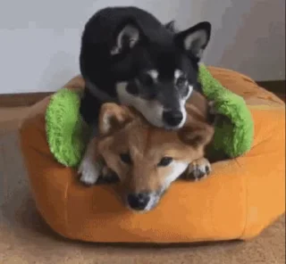 🥱 emoji 私は柴犬カフェの犬です vol. 4 Telegram sticker 15 of 50