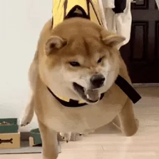 🤬 emoji 私は柴犬カフェの犬です vol. 4 Telegram sticker 21 of 50